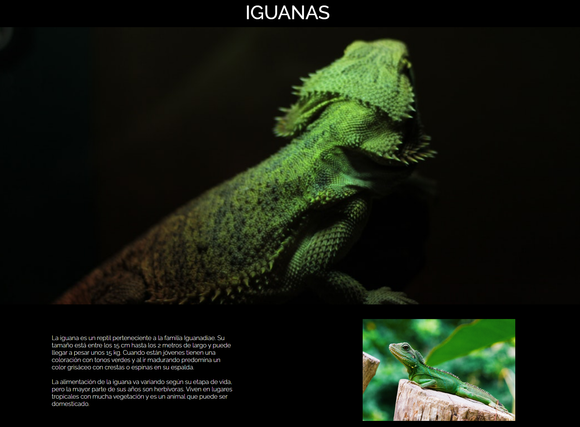 Iguana